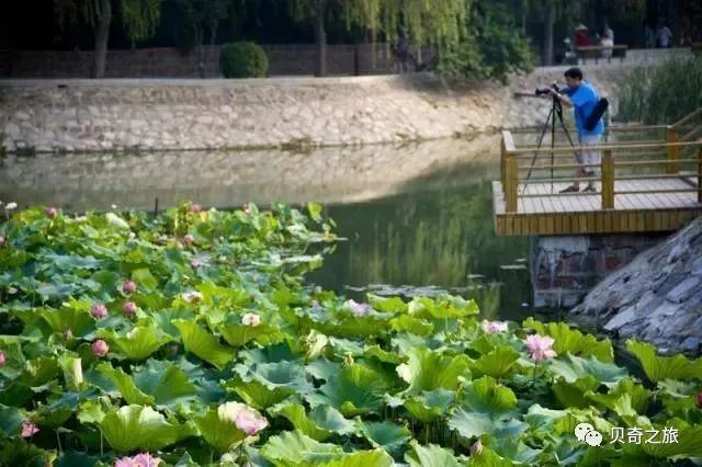 郑州赏荷花攻略,中国赏荷必去的地方