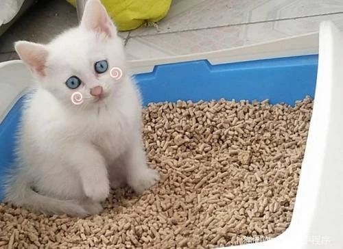 猫咪出现血便怎么办,家猫抓出血了怎样处理