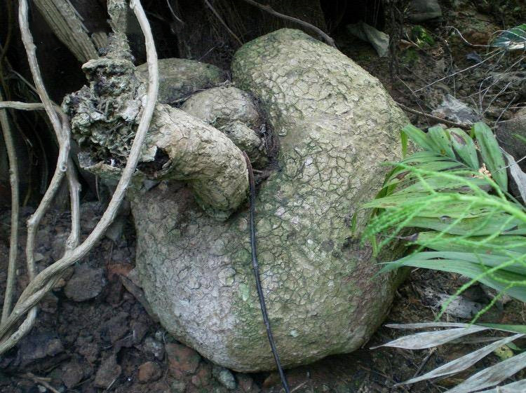 山乌龟的用处和不好的地方,野生山乌龟有什么作用