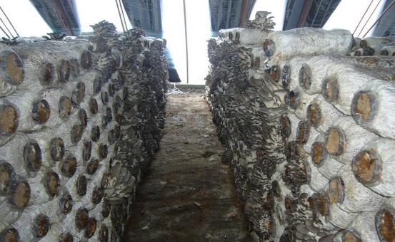 鲜平菇打成浆栽培平菇,平菇基地规模化平菇栽培