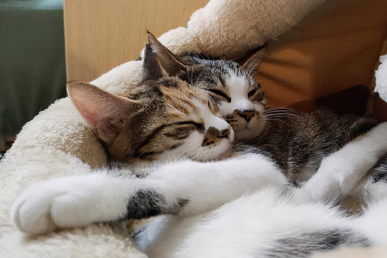 猫咪流眼泪是怎么回事怎么解决,猫咪流眼泪怎么回事怎么治疗