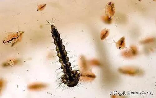 孔雀鱼鱼苗喂什么食物长得快,孔雀鱼需要每天投喂食物吗