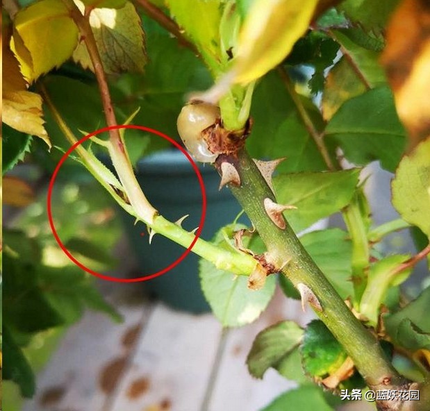 月季盲芽和不是盲芽的对比图,月季好多盲芽是怎么造成的