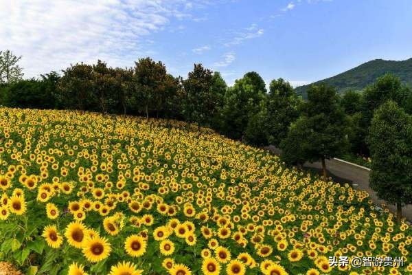 桐梓黔北花海游玩攻略,桐梓旅游黔北花海