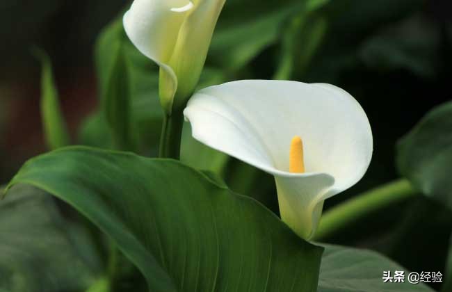 一帆风顺叶子下垂急救,一帆风顺花蔫了叶子下垂发软