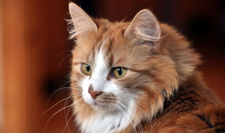 中华田园猫中的稀有品种,中华田园猫最稀有的品种