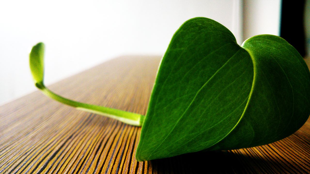 绿萝叶子越长新叶子越小怎么回事,绿萝叶子有大有小怎么办