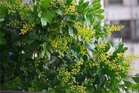 养殖米兰,米兰的冬季养护方法与要点