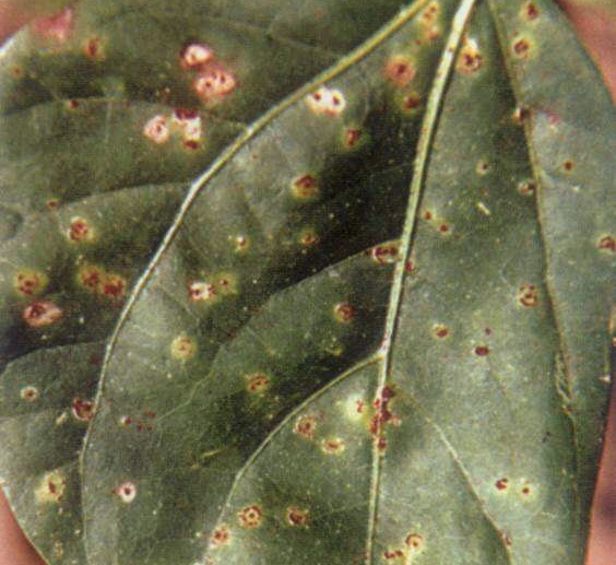 菜豆锈病药剂防治方法有哪些,菜豆锈病最适宜发生的条件有哪些