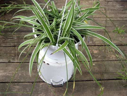 7种适合放在办公室的植物,办公室植物盆栽