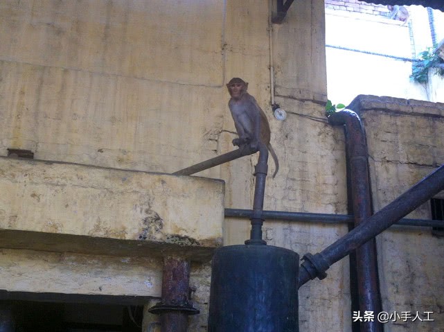 在印度芳香小镇寻访精油，都遇到了什么事