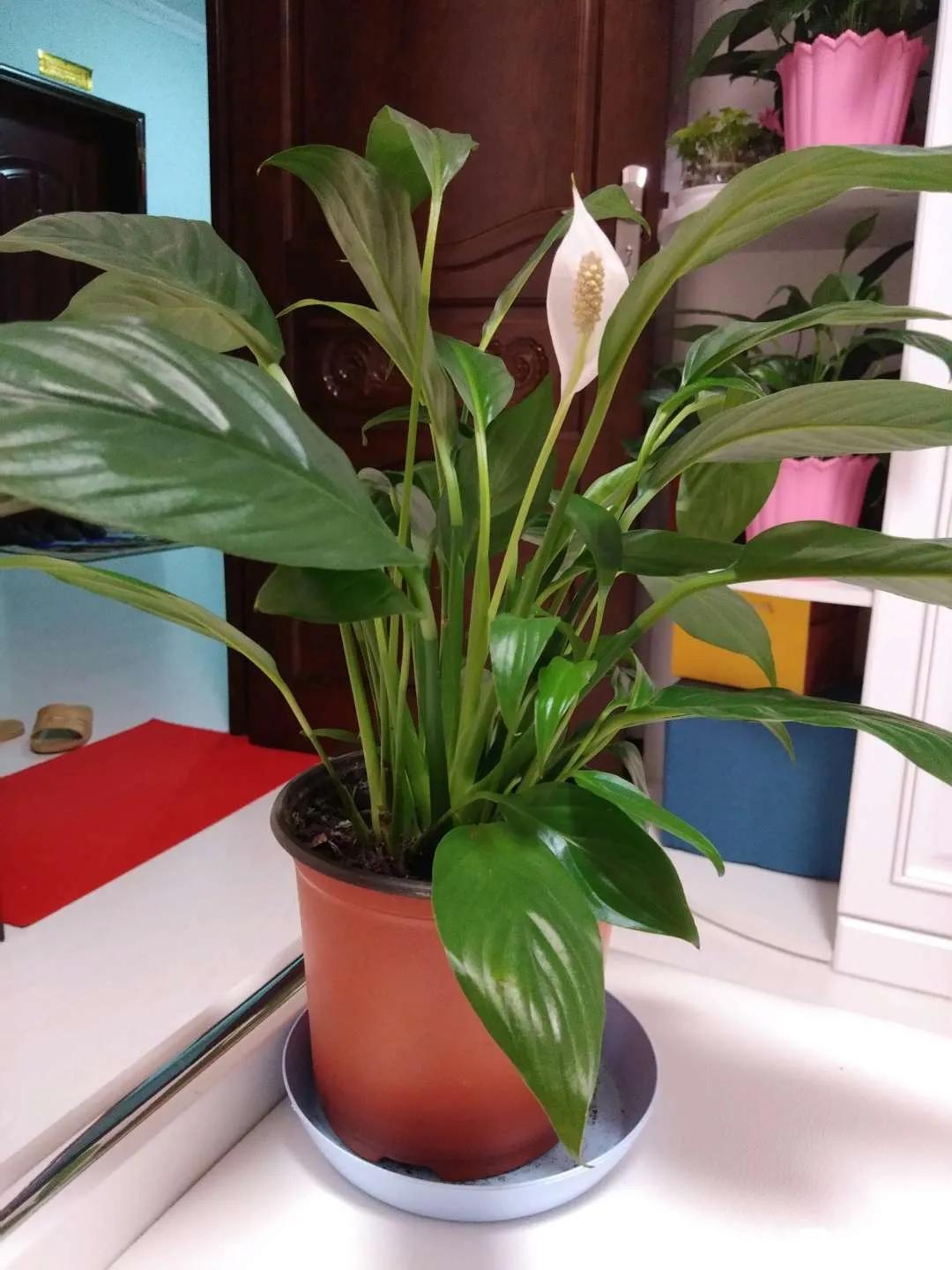 阳台南适合种什么花旺财,适合懒人养的旺财室内花