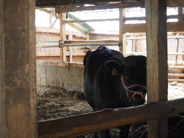 日本的牛肉为什么叫和牛,正宗日本和牛是什么样子的