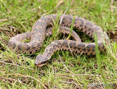 野外生存的知识有哪些,农村常见的蛇类你都认识吗