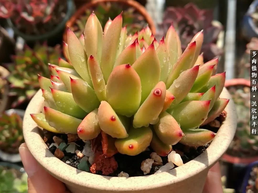多肉的四季轮回,四季轮回多肉