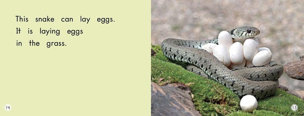 英语绘本故事小怪物,蝴蝶英语绘本阅读