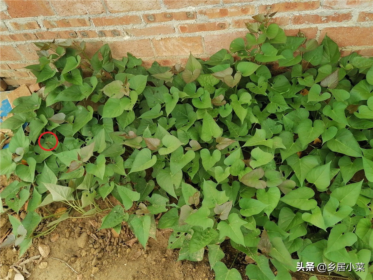 红薯叶凹凸不平是啥原因,红薯叶病害症状图片