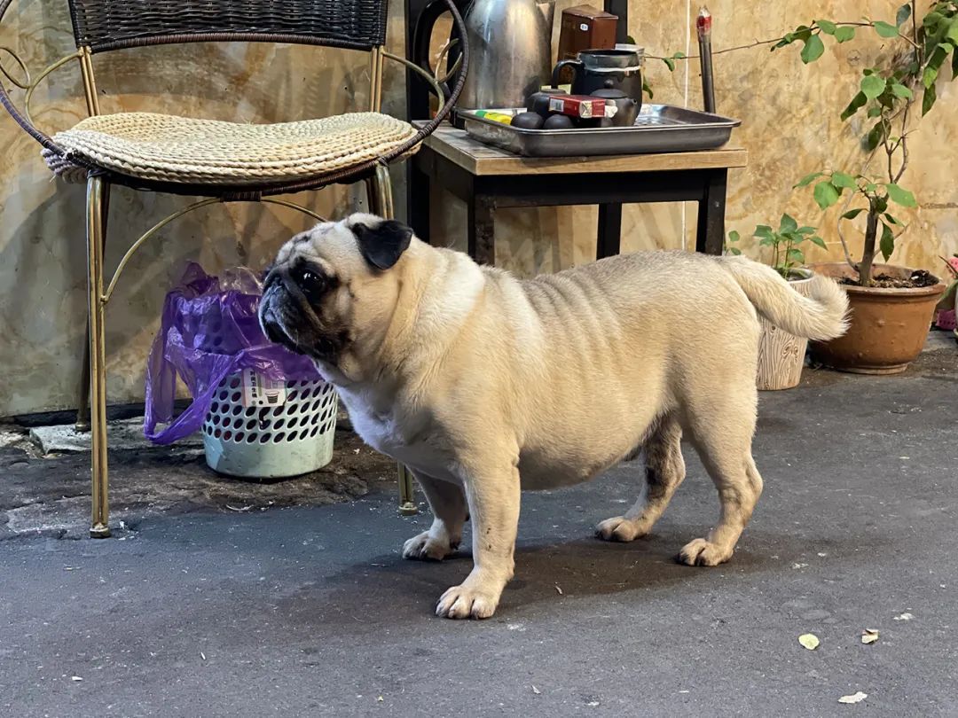 一次惬意的厦门之行,一家三口厦门玩四天