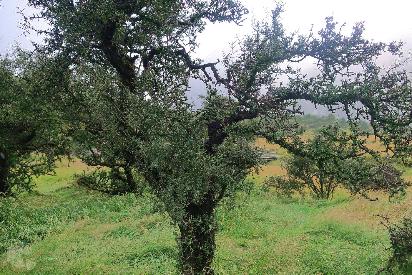 新西兰南岛一日游,新西兰南岛旅游地图
