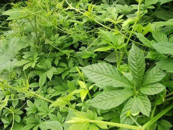 七叶胆的别名,七叶胆别名