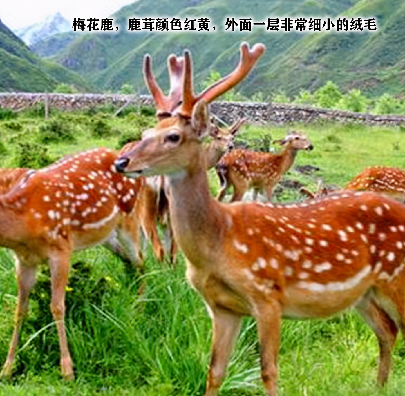 鹿茸片你买对了吗?学习一下再下手吧