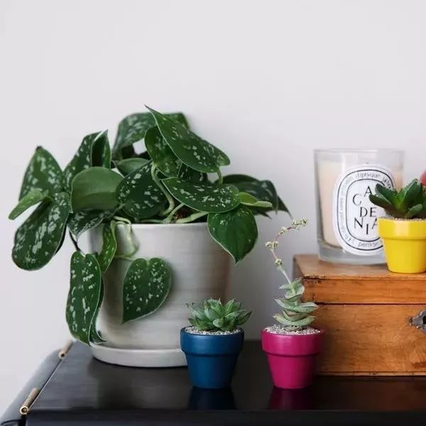 适合闷养的蕨类植物,彩色蕨类植物怎么养护