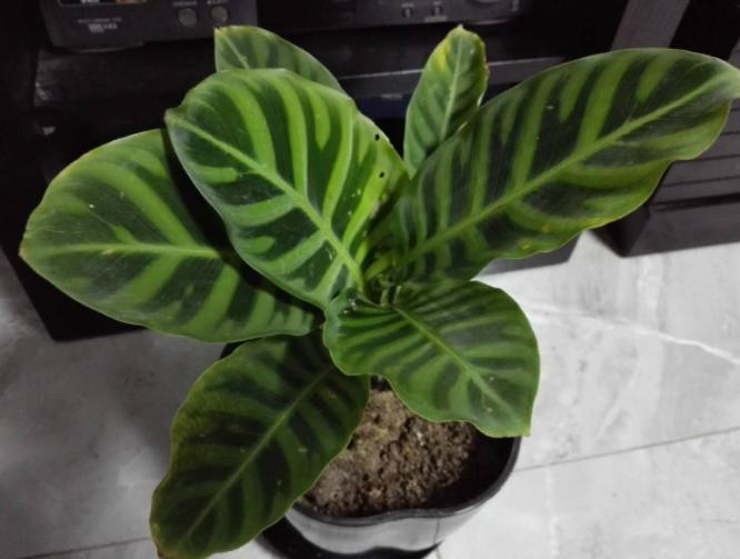 家里窗台阳光强适合养什么绿植,家里室外养花怎么摆放最好