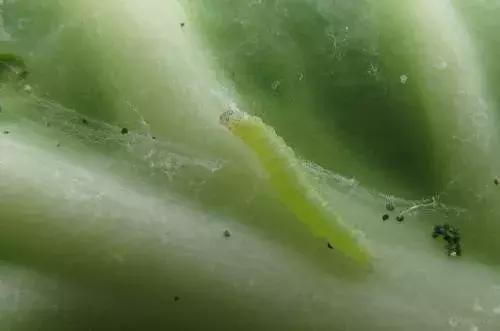 高氯甲维盐杀虫几天死虫,甲维盐杀虫多长时间见到效果