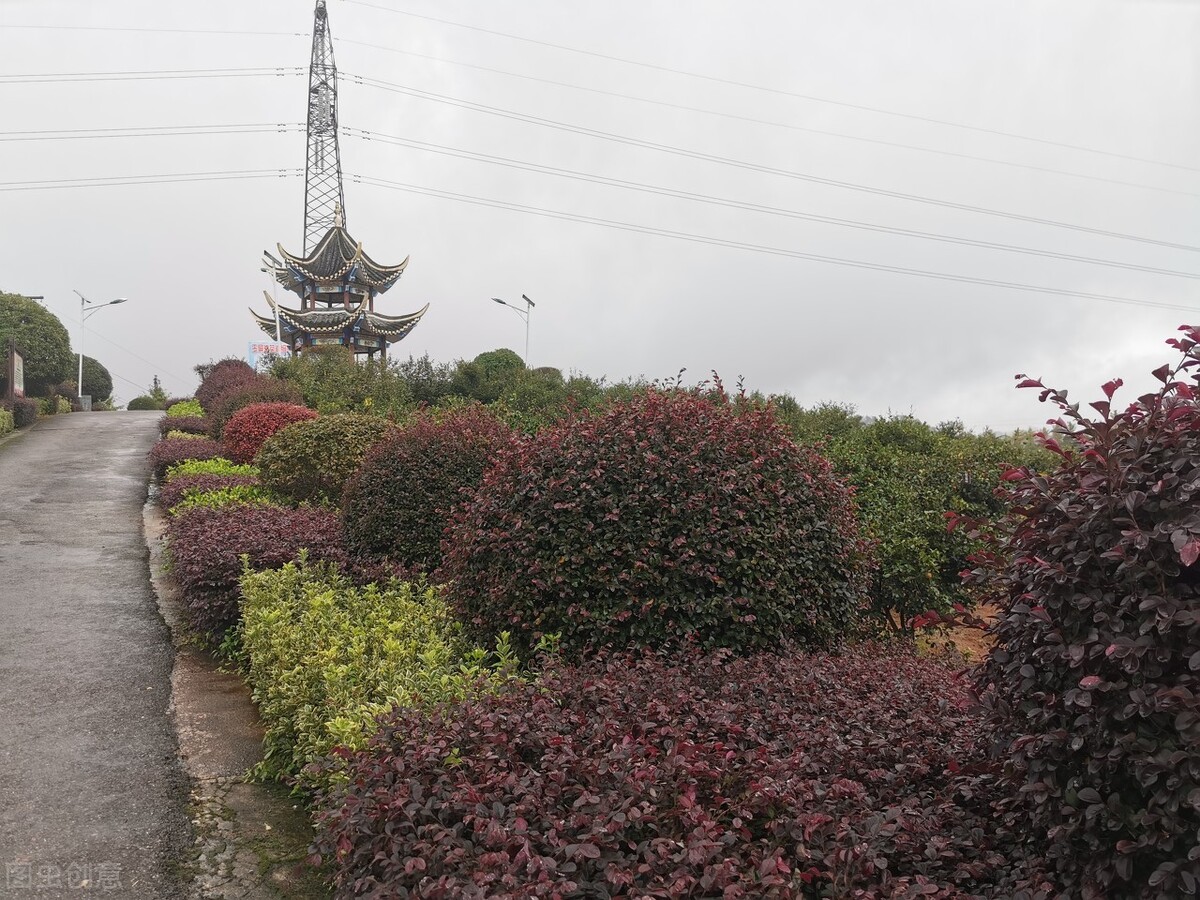 常宁茶油叫什么茶油,广西茶油同常宁茶油哪个好