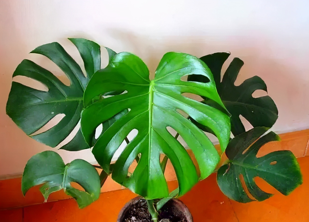 龟背竹冬天可以放在阳台吗,水培龟背竹冬天的养殖方法