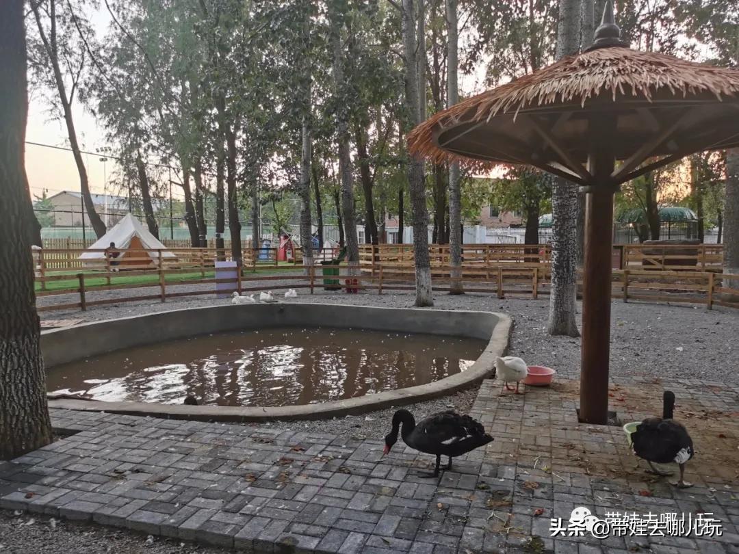 北京五环内新开萌宠乐园，除了喂动物，还能玩大滑梯、免费享帐篷