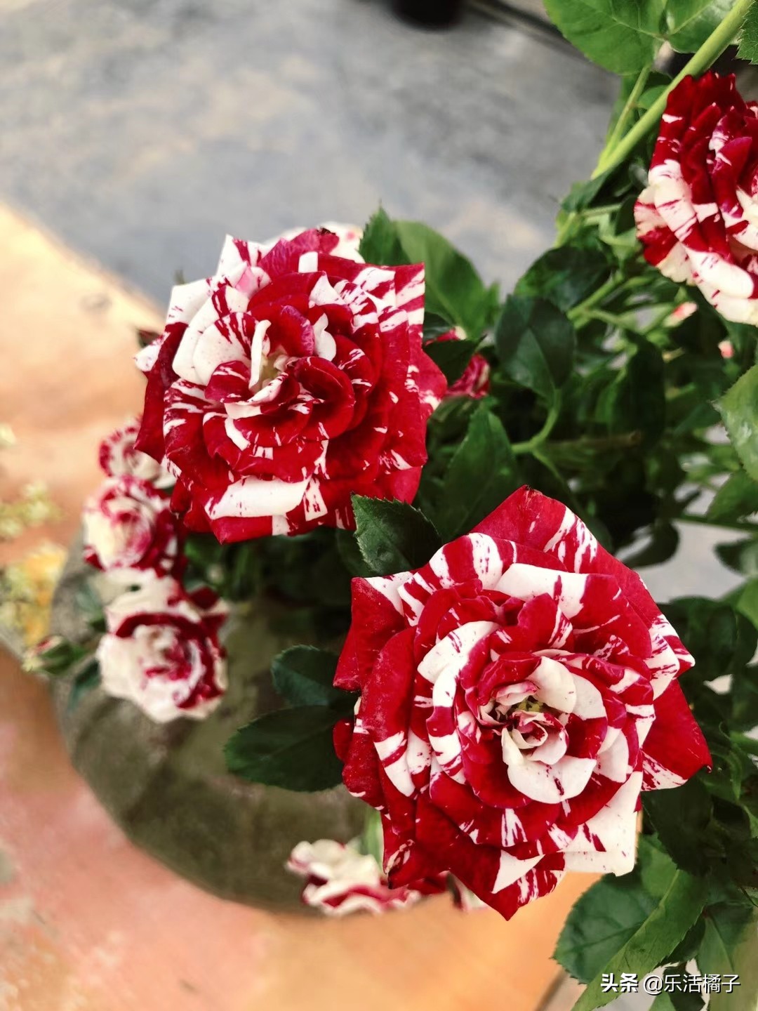 适合新手种的月季玫瑰,真正的玫瑰跟月季花的区别