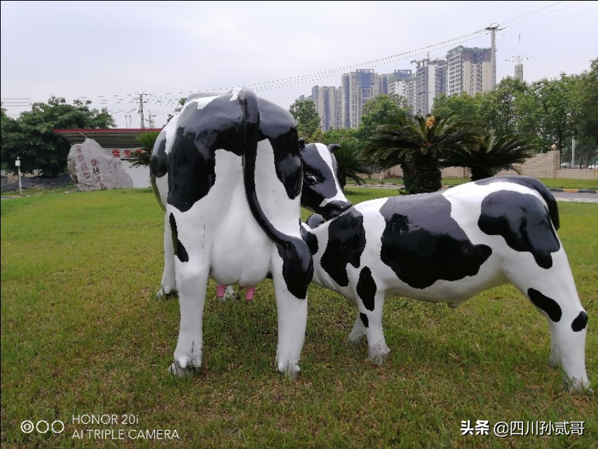 雪宝奶牛场,参观雪兰牛奶工厂心得体会