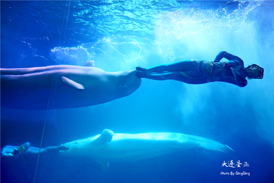 北方明珠活力四射的浪漫之都大连，国内最具特色的海洋世界圣亚