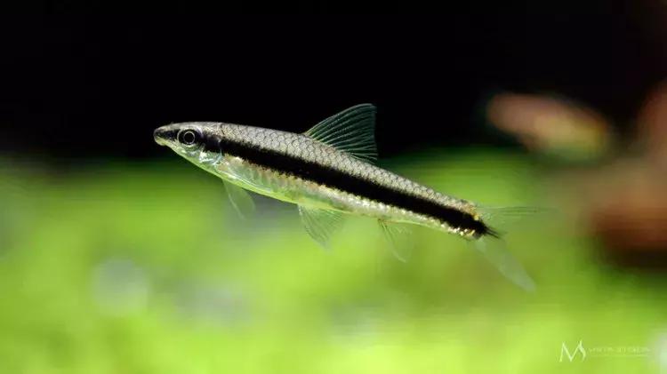 家装室内水系造景设计,家居鱼池假山布局