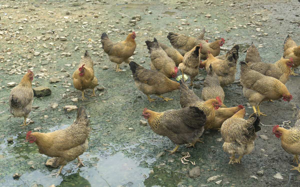 鸡群消瘦,鸡群突然厌食怎么治疗