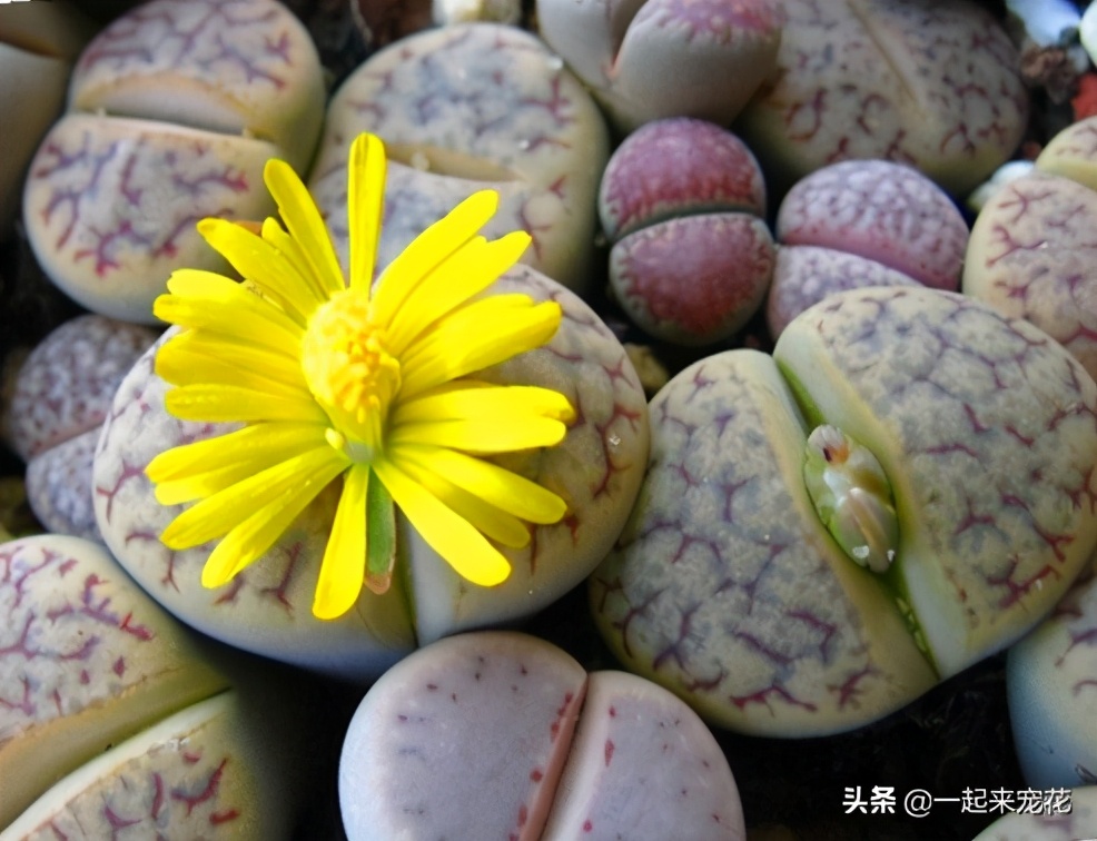 多肉生石花怎样养才养得最快,多肉生石花干瘪发皱了如何救活