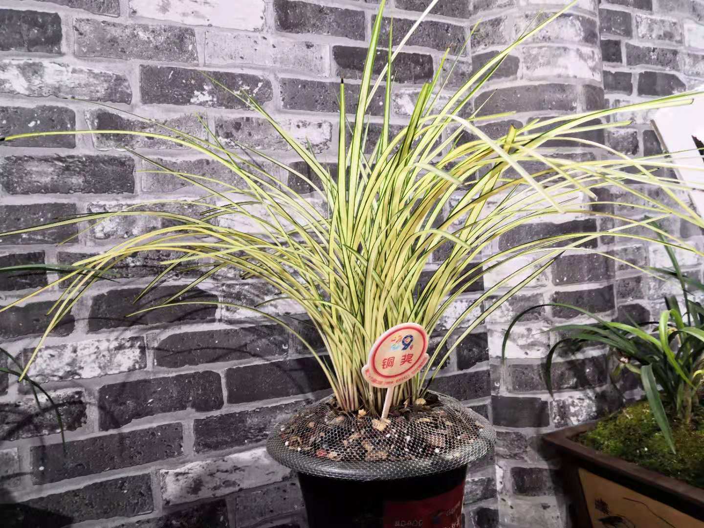 兰花翻盆必须分苗吗,养兰高手传授真正兰花生长环境