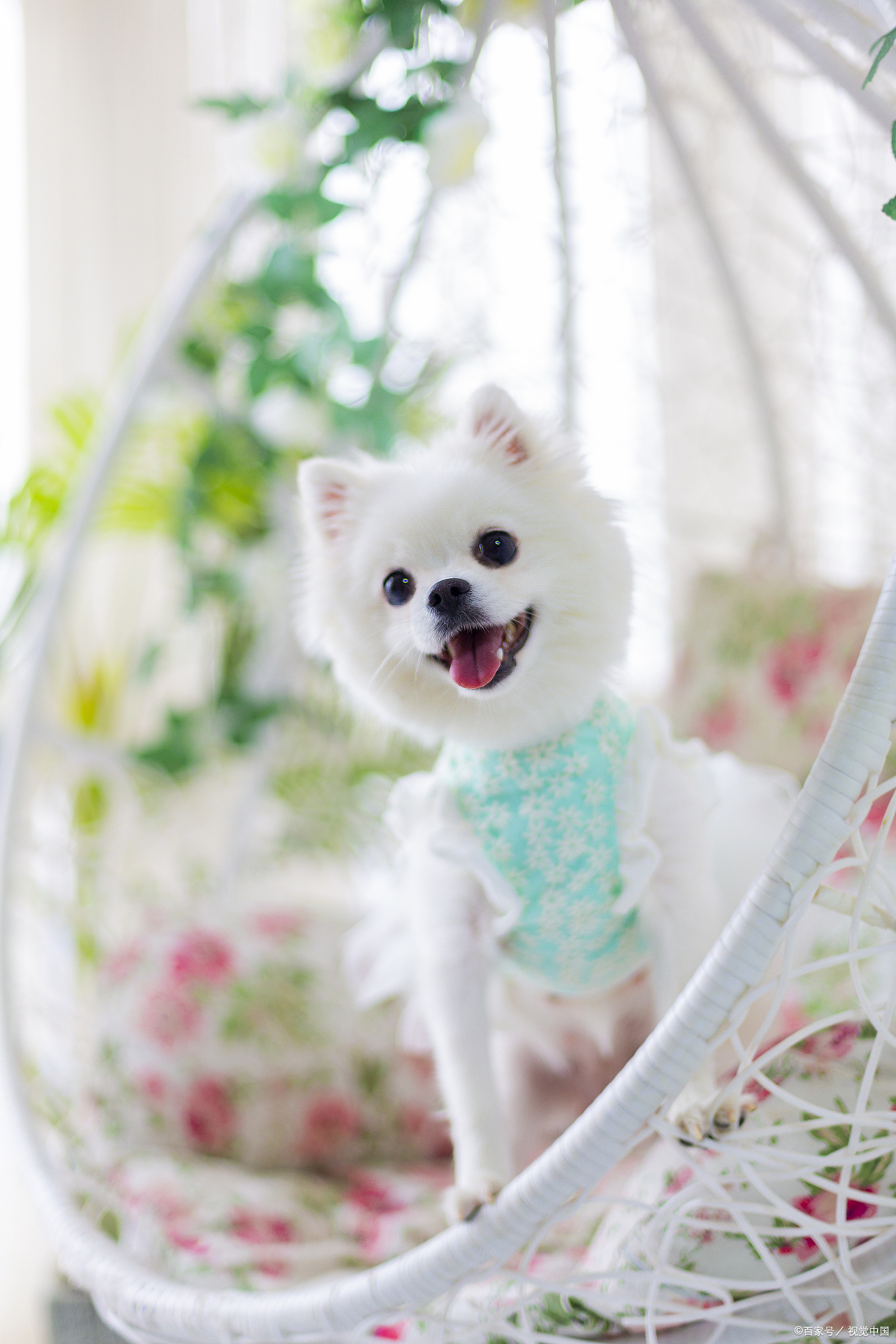 博美吃什么狗粮划算,博美吃什么狗粮经济实惠