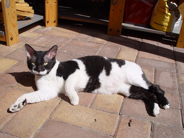 各种猫咪花纹品种,名贵品种猫咪大全