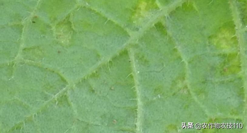 大棚甜瓜种植技术视频教程,大棚种植甜瓜利润怎么样