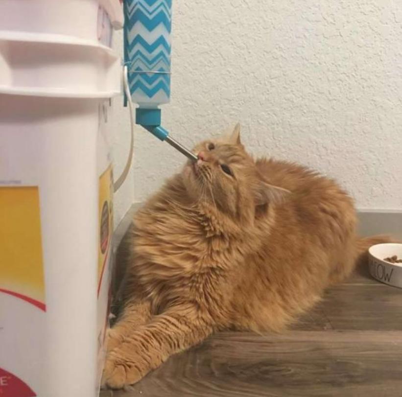 橘猫为了喝水也是拼了,橘猫不爱洗澡怎么办