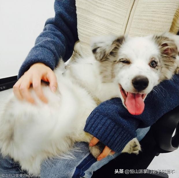 跟着主人一起搬家的小狗,跟着主人搬家的狗