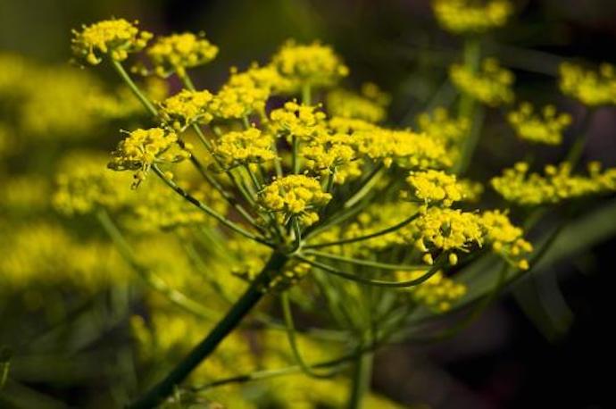 八种身兼多职的鲜花，既是鲜花又是香料！