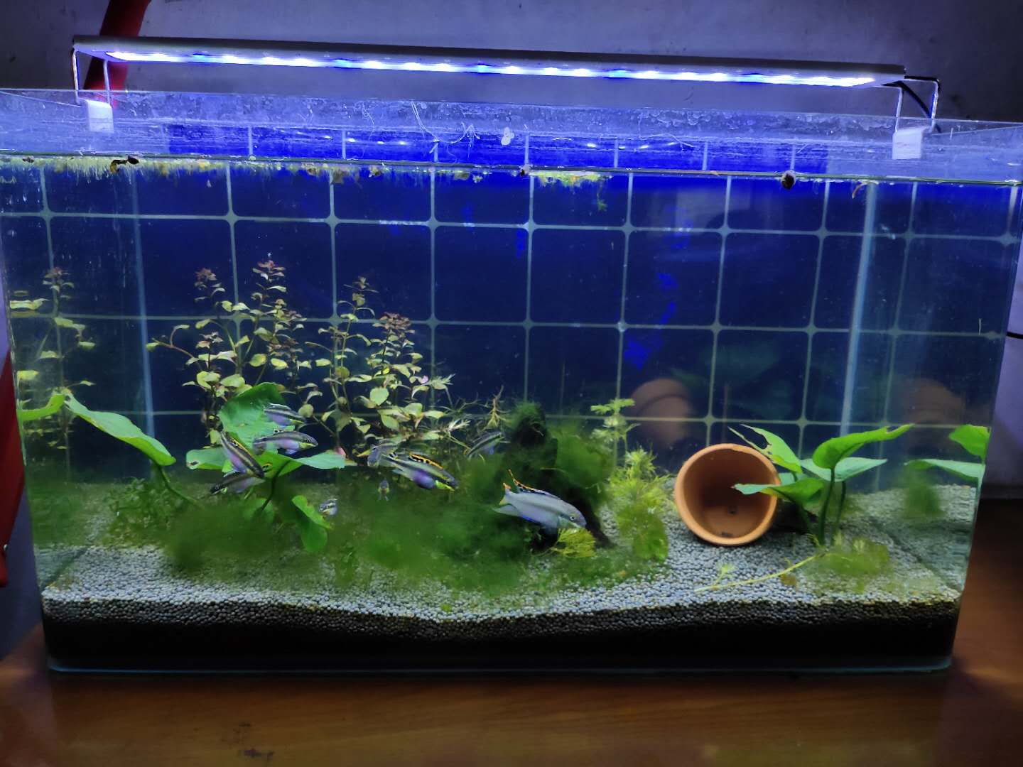 鱼缸里爆发霉菌,鱼缸爆发绿色绒毛藻怎么办