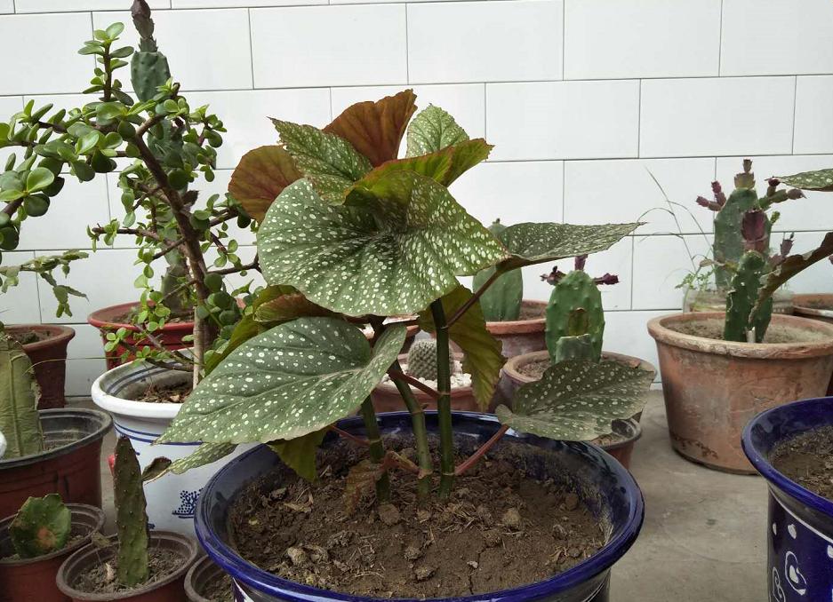 竹节海棠换盆工具,竹节海棠小盆换大盆