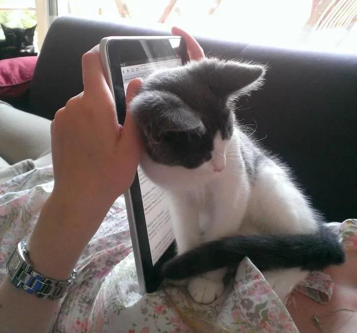 万万没想到猫咪是这样出现的,万万没想到猫