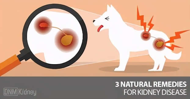 狗狗肾衰竭的治疗方法,幼犬狗狗肾衰竭