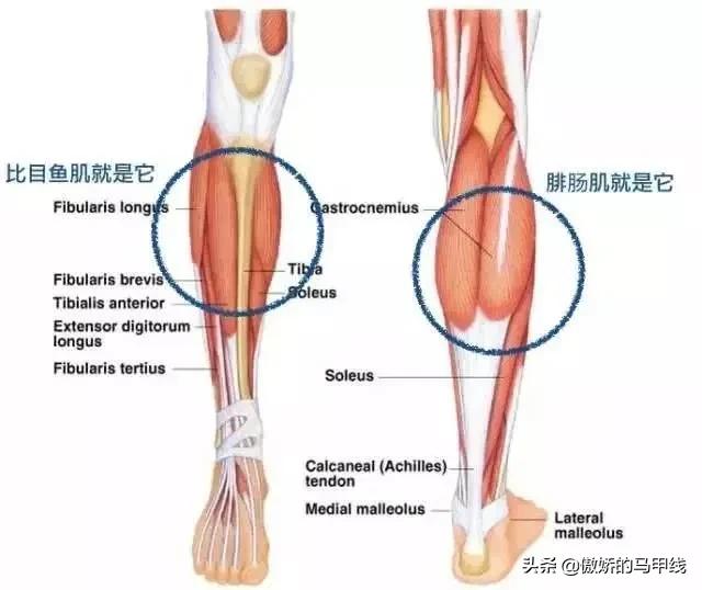 跳绳和跑步哪个会让小腿变粗,运动小腿越来越粗壮