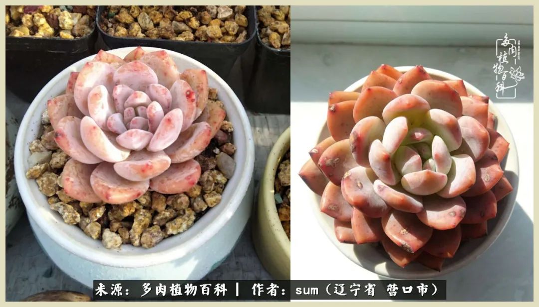 养多肉是一个很治愈的过程,养多肉是一种爱